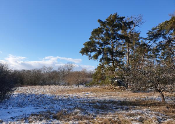 Pozemok na rekreačné účely na Záhorí - medzi obcou Kúty a Ćáry 5.416 m2.